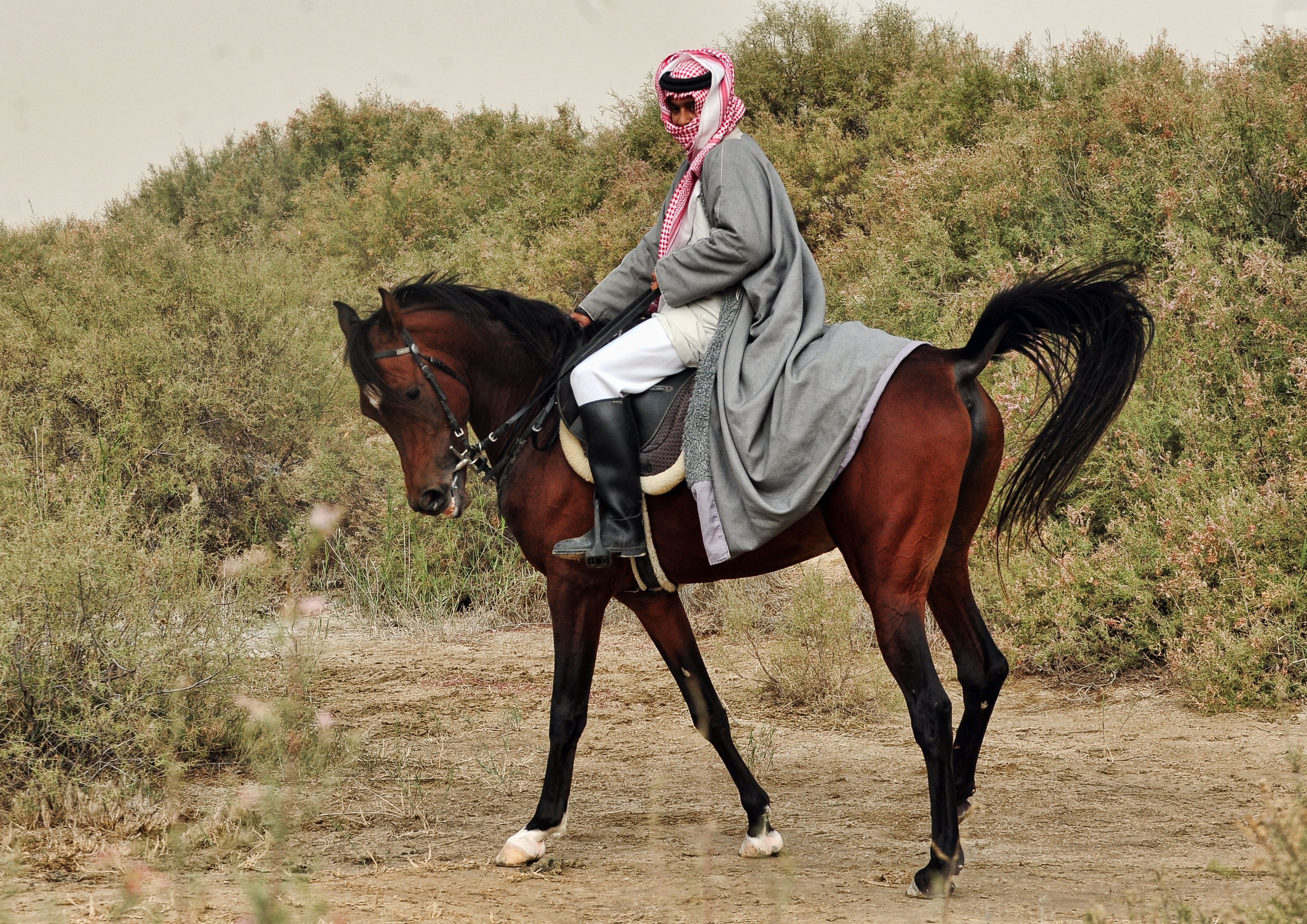 تصوير الخيل في بر المطار