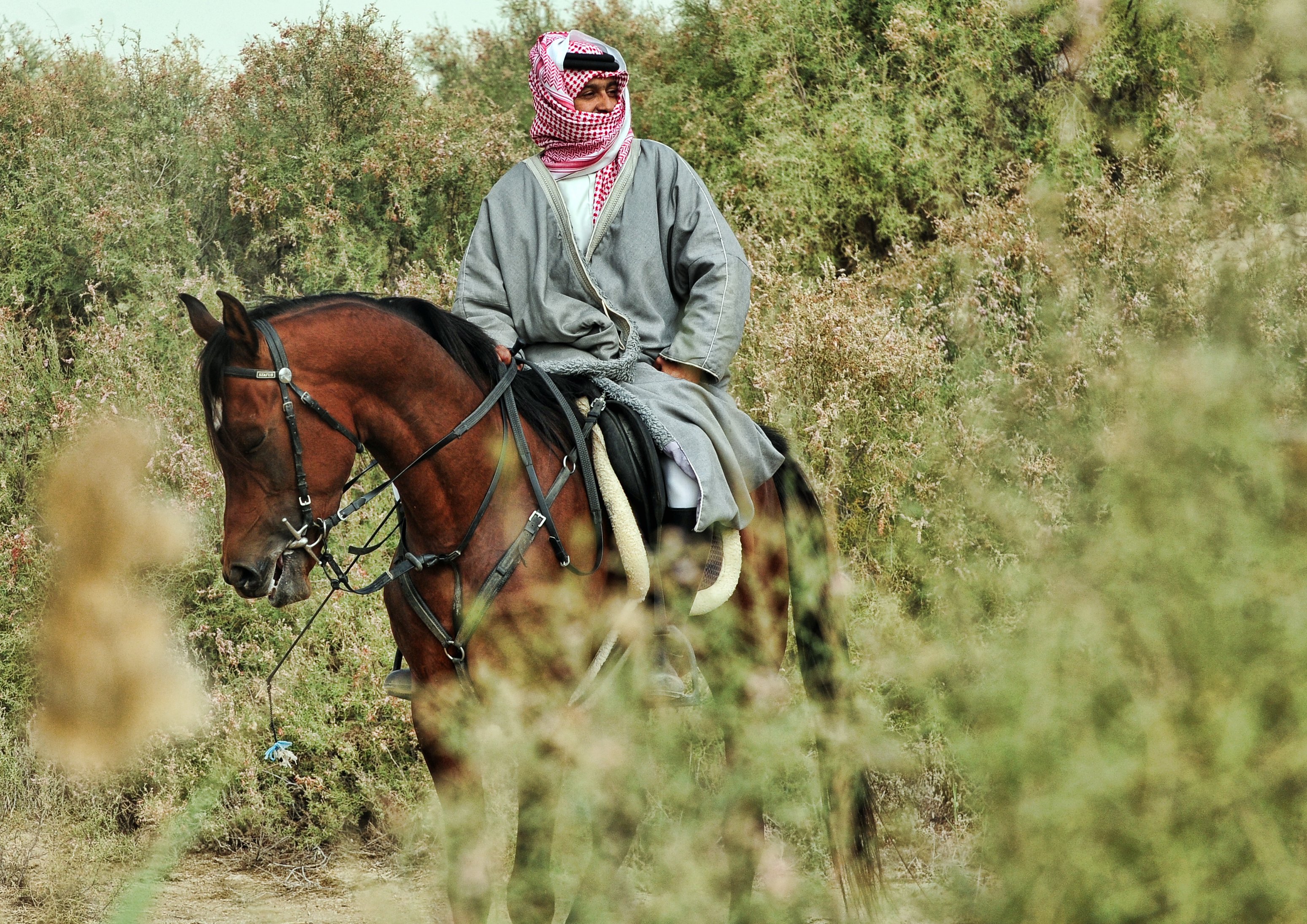 تصوير الخيل في بر المطار
