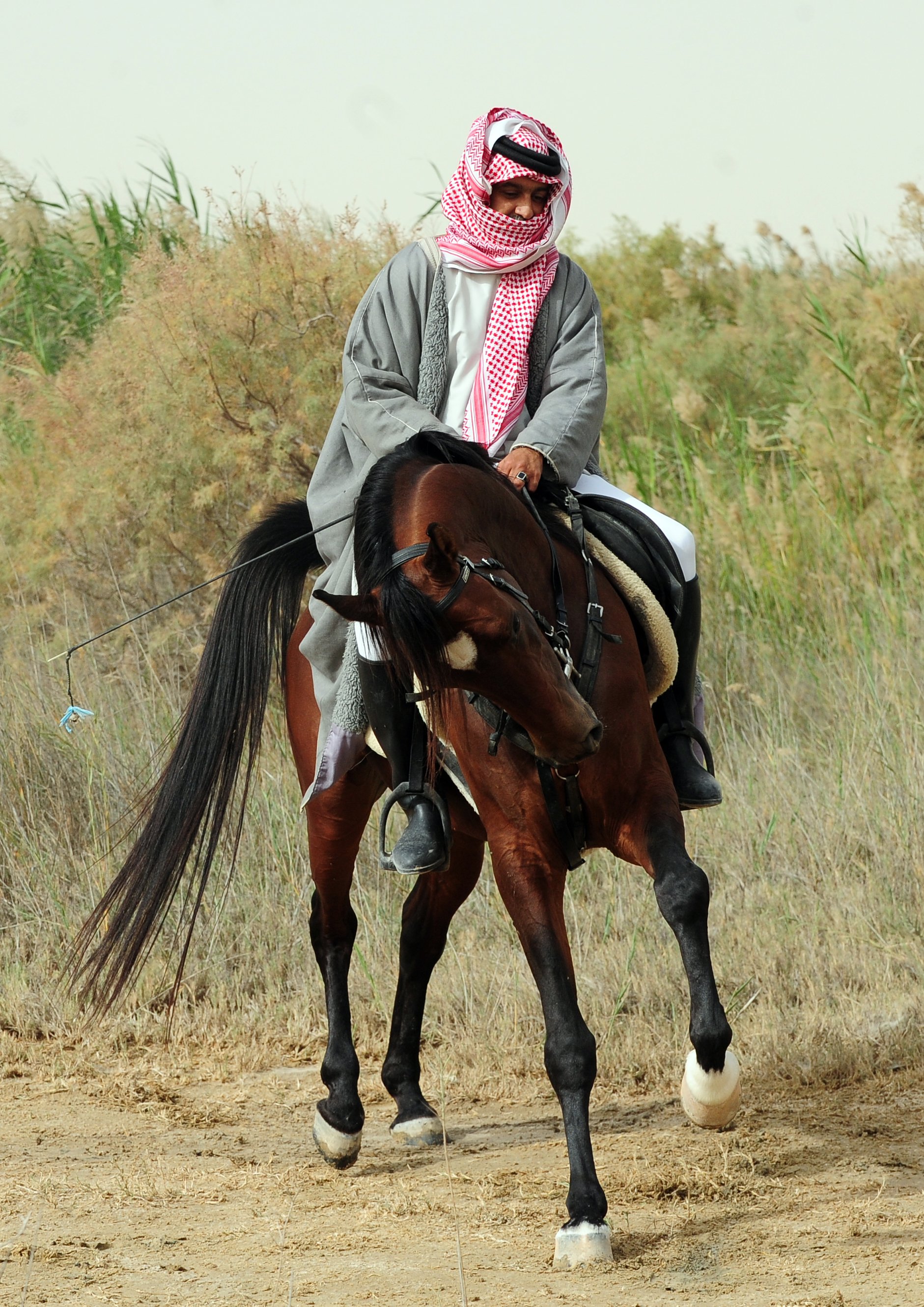 تصوير الخيل في بر المطار