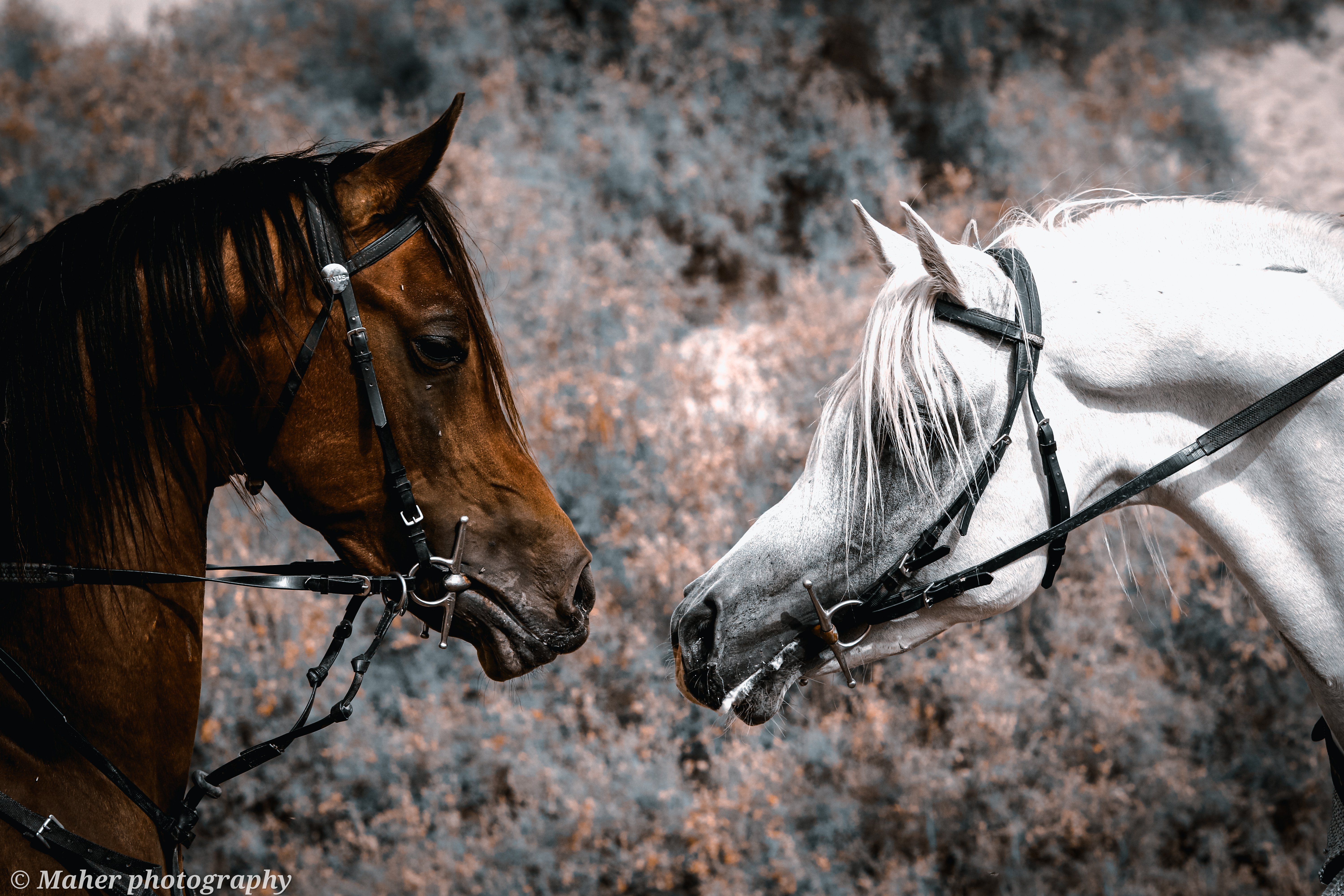 تصوير الخيل في بر المطار