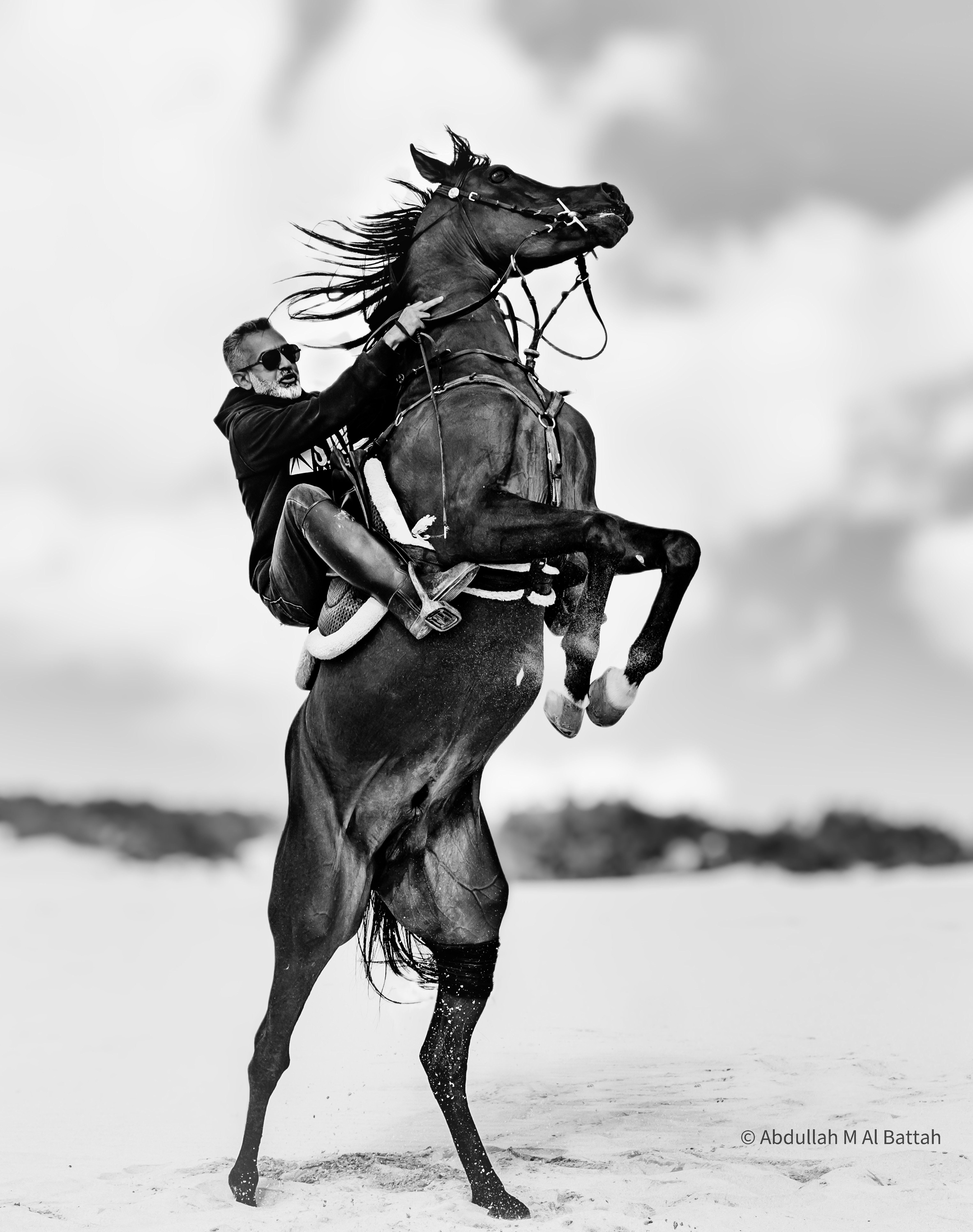 تصوير الخيل في بر المطار