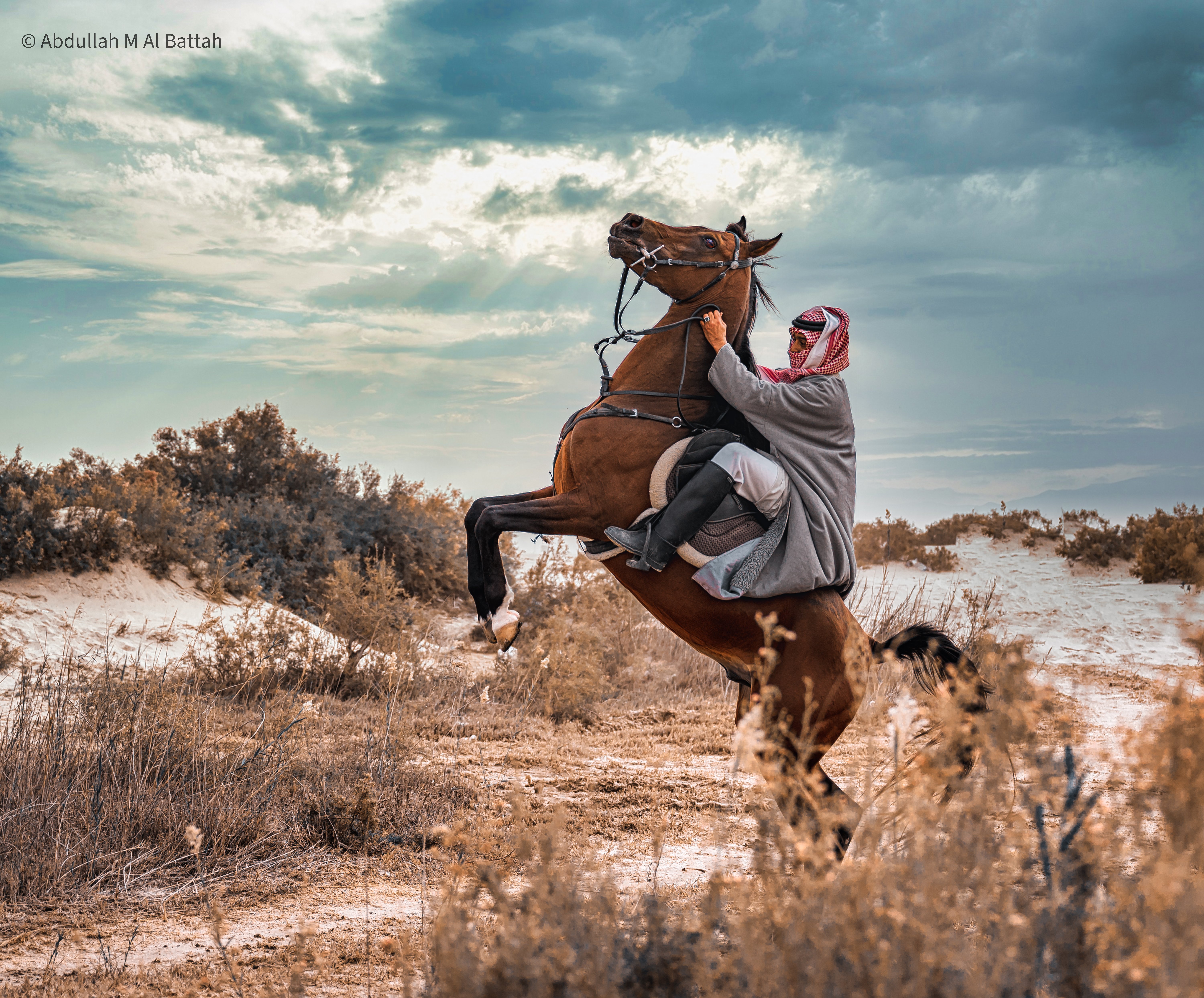 تصوير الخيل في بر المطار
