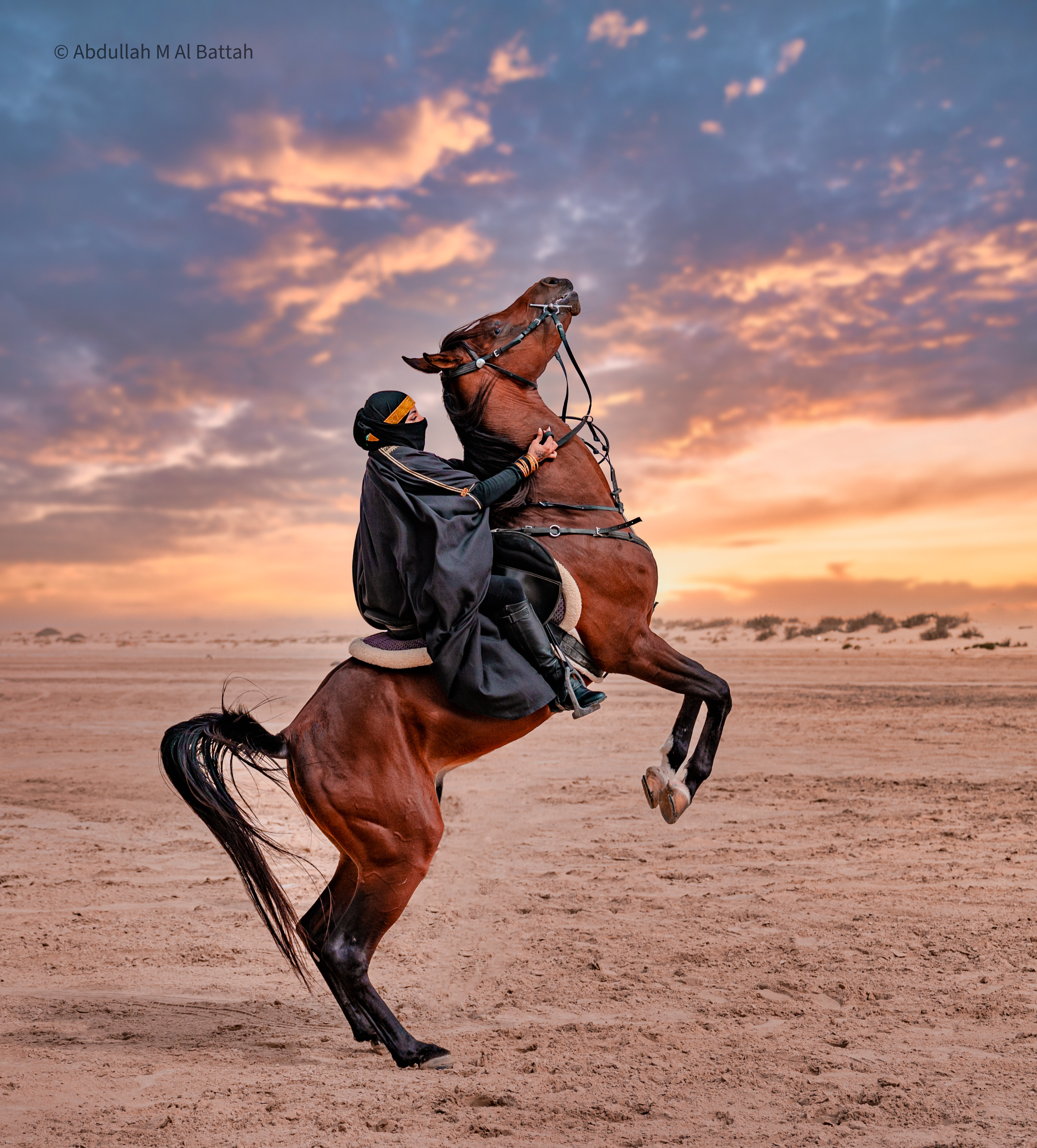 تصوير الخيل في بر المطار