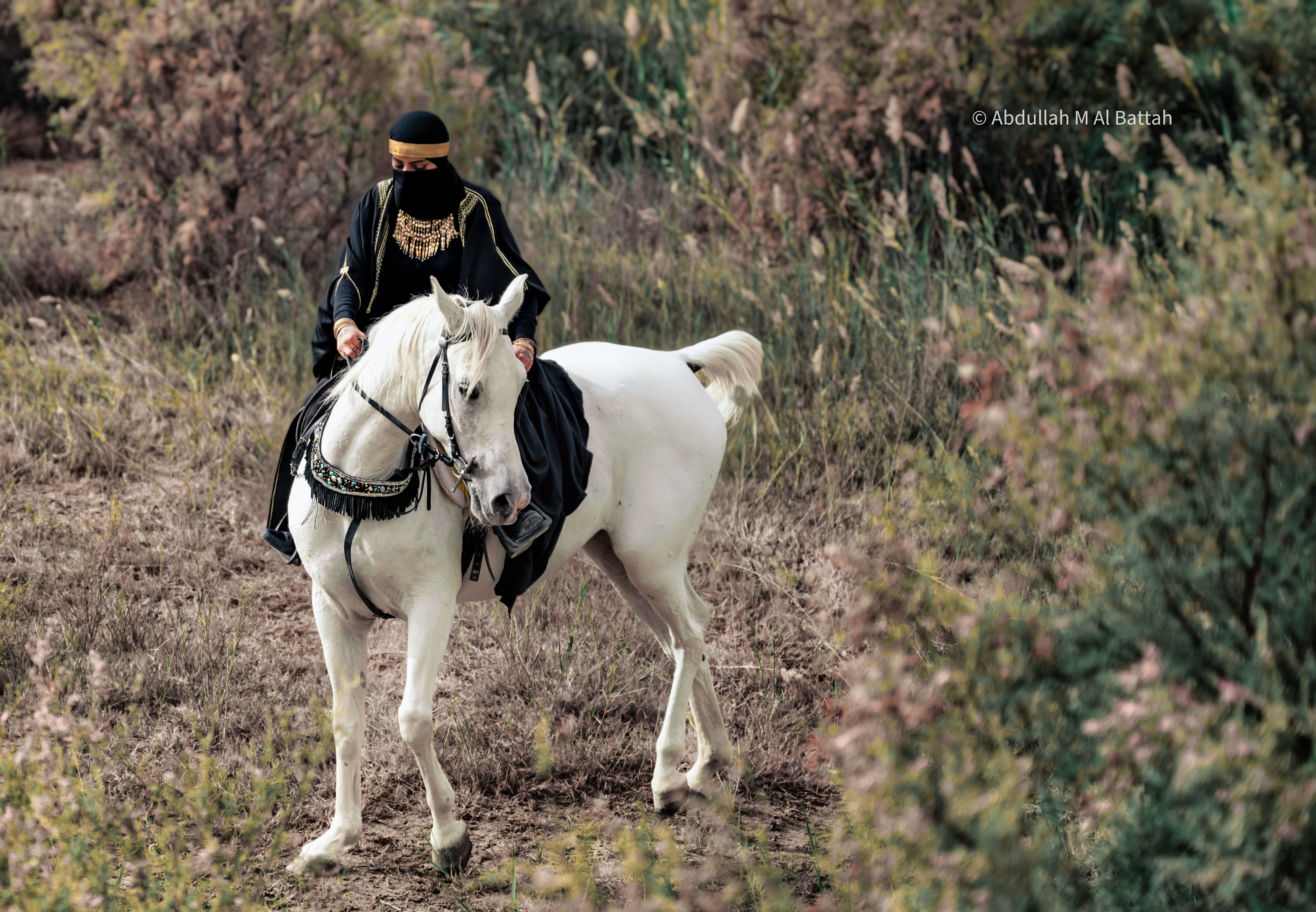تصوير الخيل في بر المطار