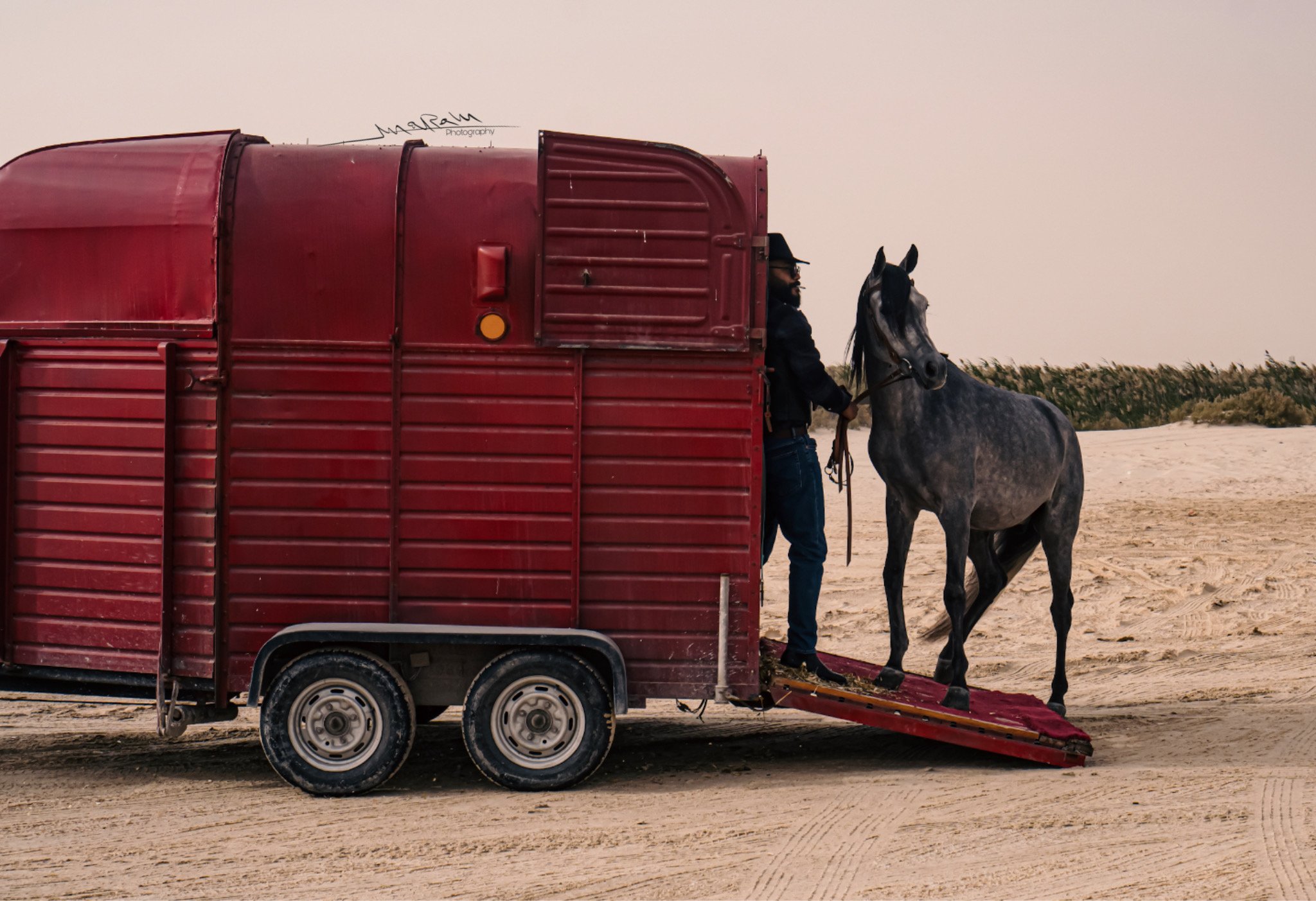 تصوير الخيل في بر المطار