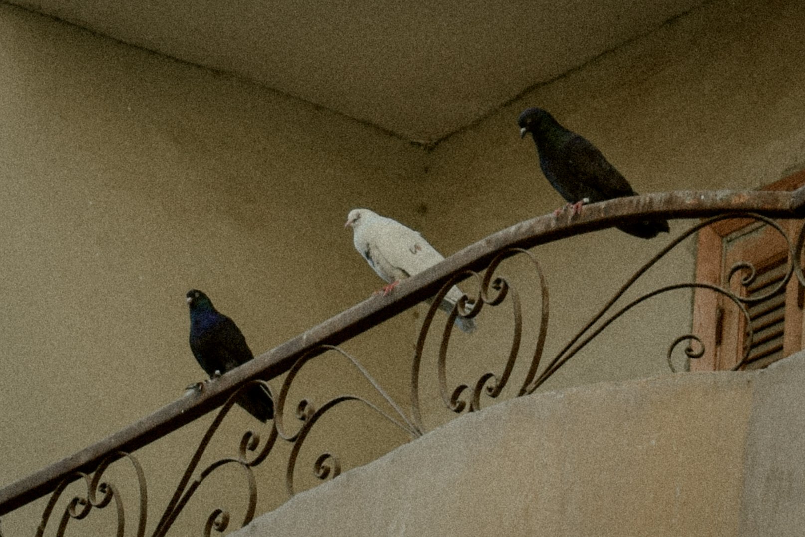 حكاية صورة