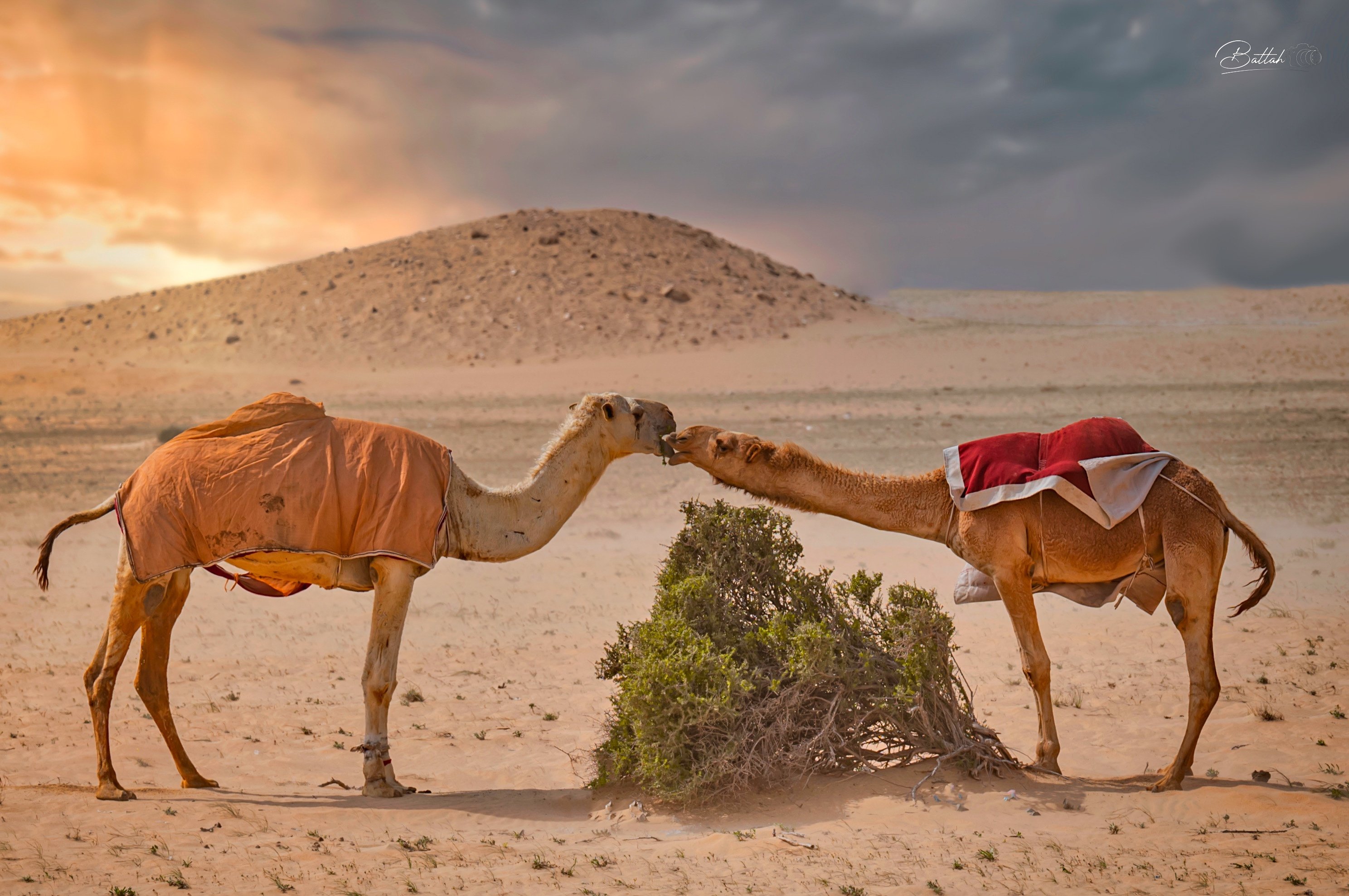 السعودية بعدسة مصور
