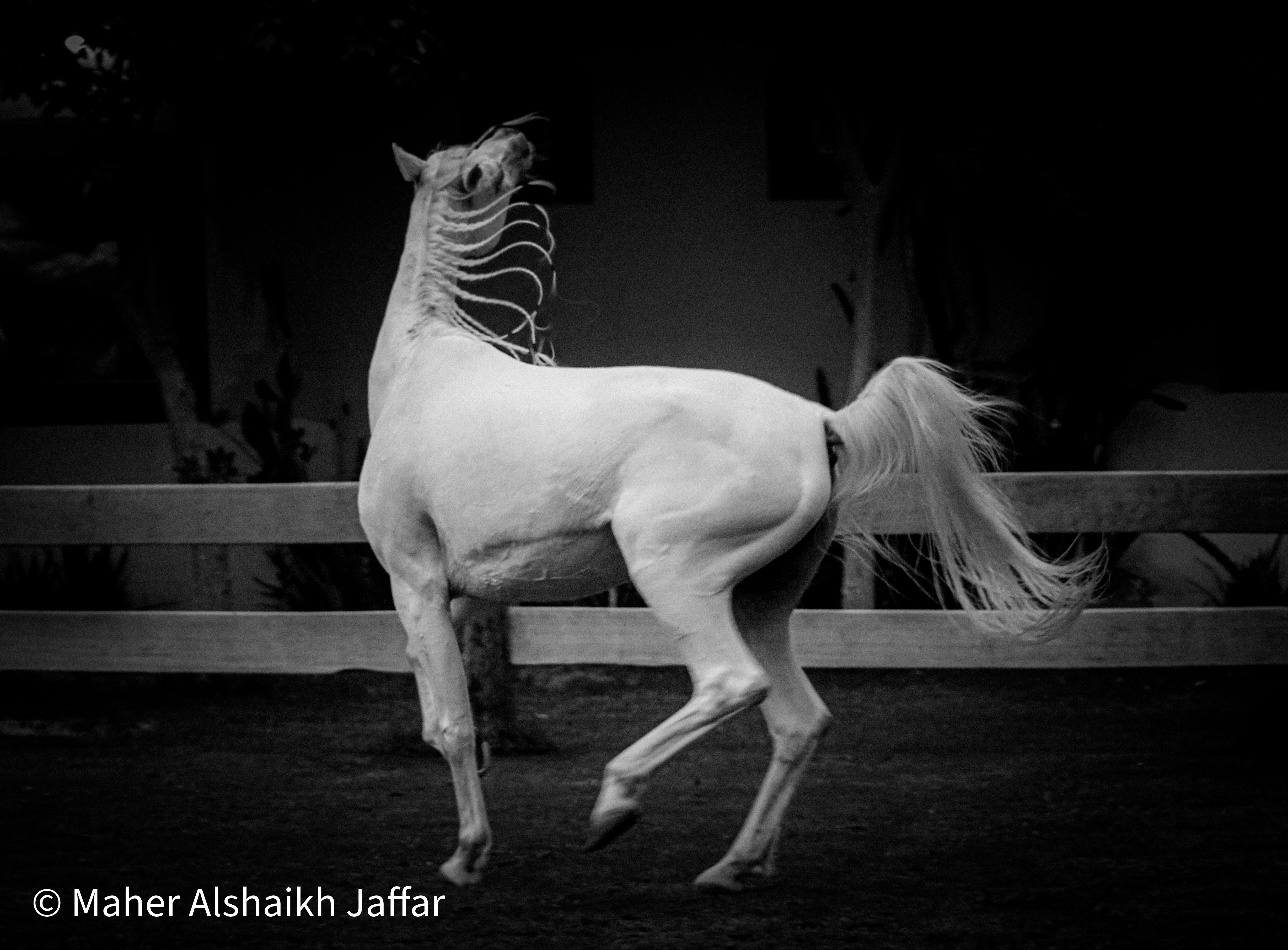 يوم التصوير العالمي
