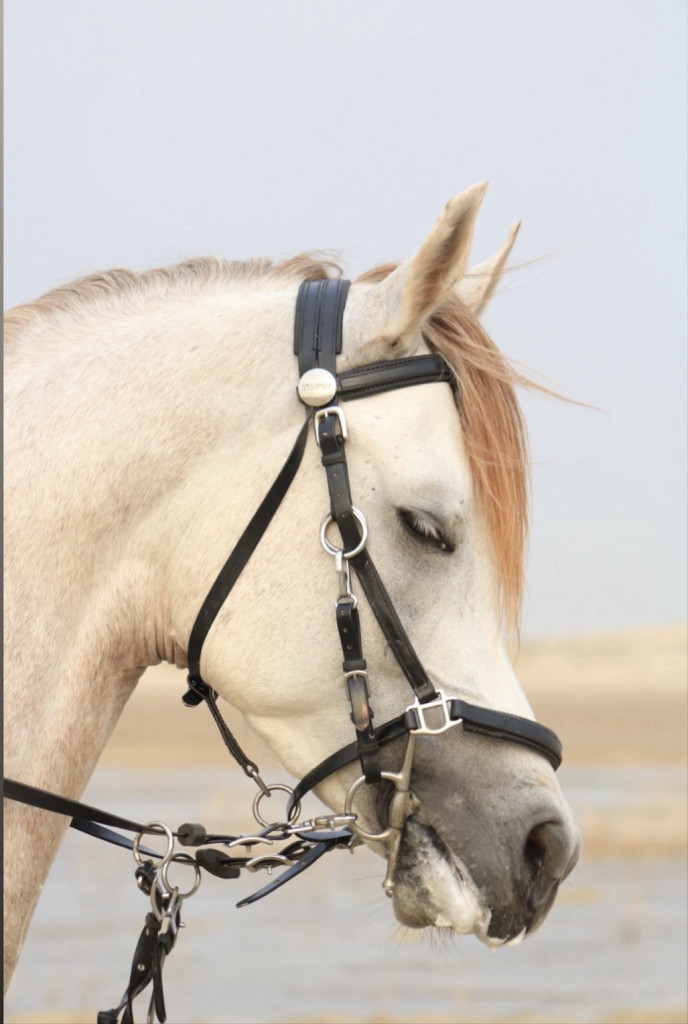 مسابقة تصوير البورتريه