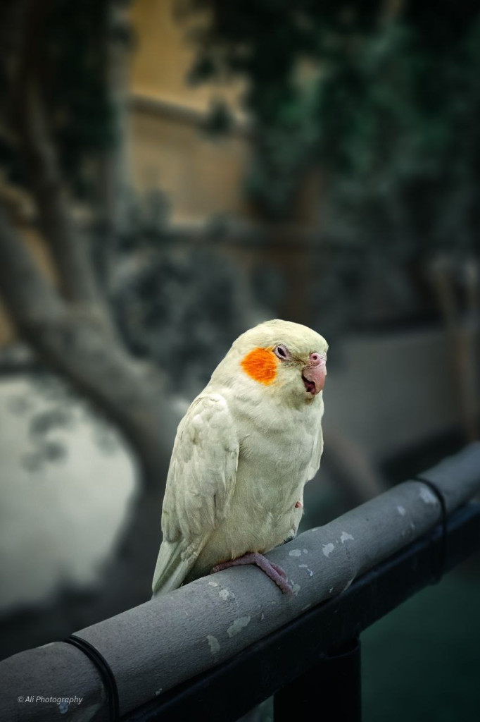 اليوم العالمي للتصوير