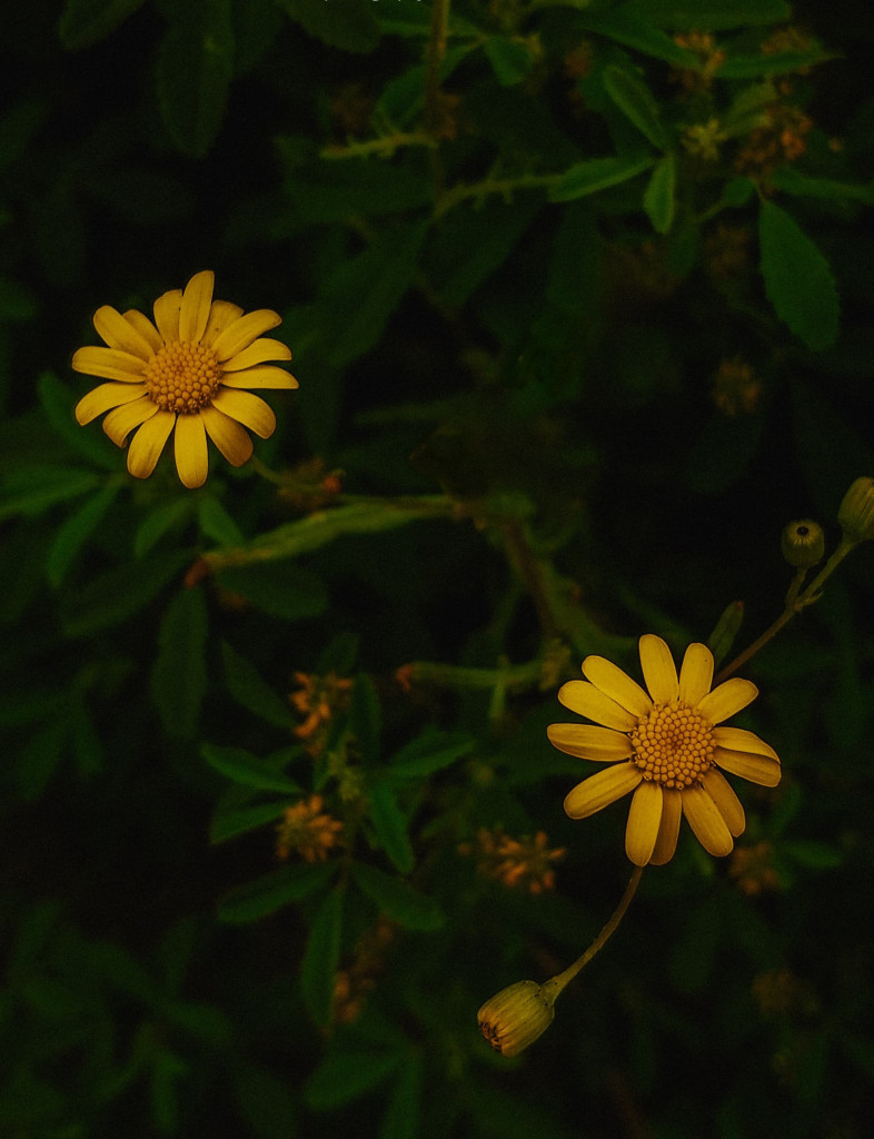 ابداع سنة 2025