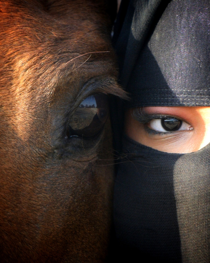 ورشة تصوير الخيل