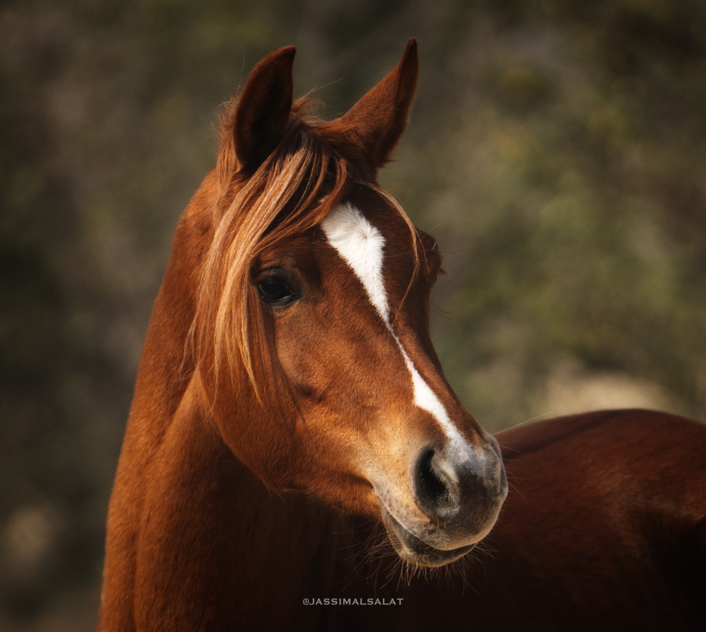 ورشة تصوير الخيل