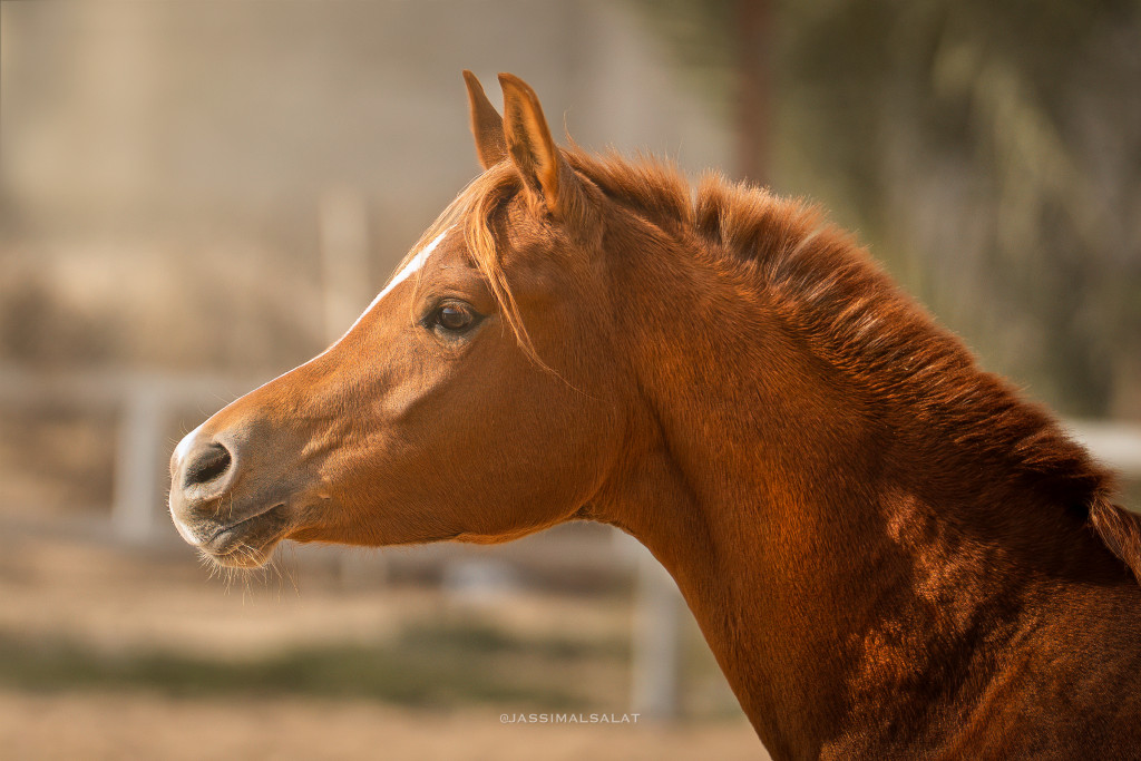 ورشة تصوير الخيل