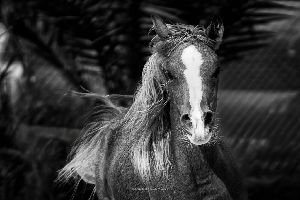 ورشة تصوير الخيل