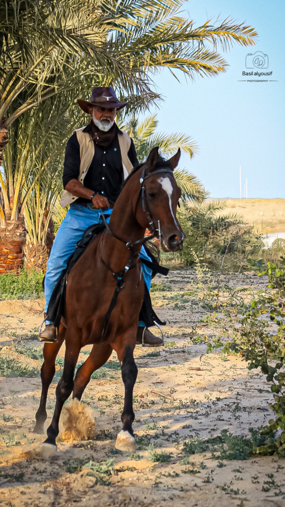 ورشة تصوير الخيل