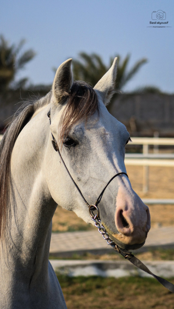 ورشة تصوير الخيل