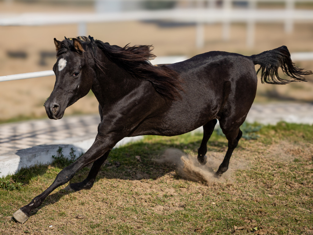 ورشة تصوير الخيل