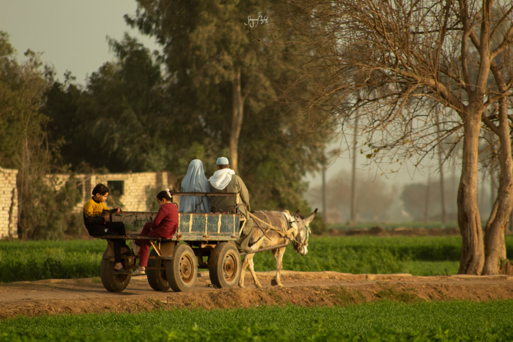حياة الشارع