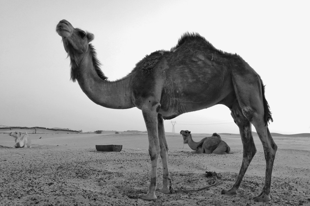 يوم الكاميرا العالمي
